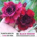 ROSA DO DESERTO BLACK WIDOW