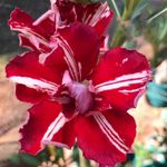 Rosa do deserto BP-116