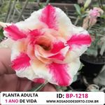 Rosa do deserto BP-1218