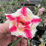 Rosa do deserto BP-1218