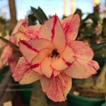 Rosa do Deserto BP-639