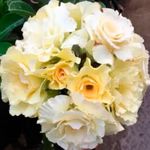 ROSA DO DESERTO BRIDAL BOUQUET