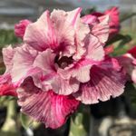 Rosa do deserto BULOVA
