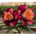 Rosa do Deserto CANAN 100 PERFUMADA