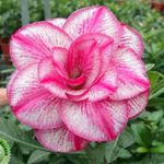 Rosa do deserto CHEN YUAN YUAN