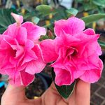 Rosa do Deserto Tripla CHERISH LOVE