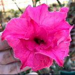 Rosa do Deserto Tripla CHERISH LOVE