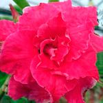 Rosa do Deserto Tripla CHERISH LOVE