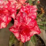 Rosa do deserto CHEYENNE