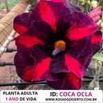 Rosa do Deserto COCA COLA