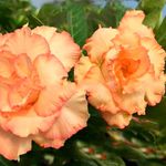 ROSA DO DESERTO CORAL ANGEL