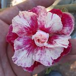 Rosa do deserto tripla EGG ROLL