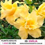 Rosa do Deserto Tripla EMILIA