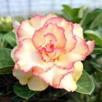 ROSA DO DESERTO GRACE