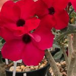 Rosa do Deserto L4 / L-4