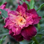 Rosa do deserto LA PALETTE