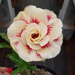 Rosa do Deserto LK-563