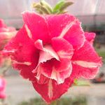 Rosa do Deserto LM-4
