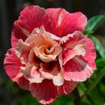 Rosa do Deserto LM-4
