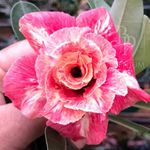 Rosa do Deserto LM-4