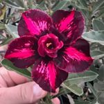 Rosa do deserto LM-942