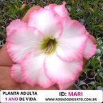 ROSA DO DESERTO BRANCA COM BORDAS - MARI