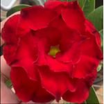 Rosa do deserto MINERVA