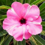 Rosa do deserto PURPLE MEDAL