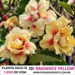 Rosa do Deserto RADIANCE YELLOW