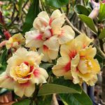 Rosa do Deserto RADIANCE YELLOW