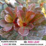 Rosa do deserto READ LEAF