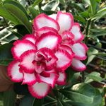 Rosa do deserto ROYAL EMPRESS