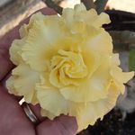 Rosa do Deserto Tripla Amarela SKL (SKELTON)