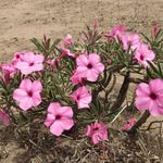 Rosa do Deserto Pink SWAZICUM