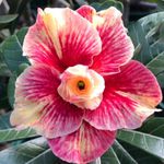 Rosa do deserto SWEET PEACH