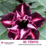 Rosa do Deserto TOKYO