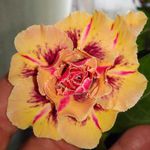 ROSA DO DESERTO TRIPLE WISH