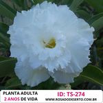 Rosa do deserto Tripla Branca TS-274 2 ANOS