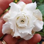Rosa do Deserto Branca Tripla TS 285