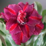 Rosa do Deserto Tripla TS-301