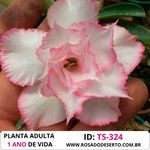 Rosa do Deserto Tripla Branca TS-324