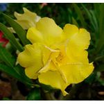 Rosa do deserto amarela tripla UY (Ultimate Yellow)