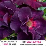 Rosa do Deserto Dobrada VIA LACTEA