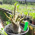 Adenium Arabicum - Cruzamentos Especiais - Planta N.º: 101