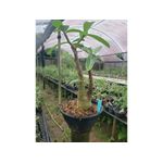 Adenium Arabicum - Cruzamentos Especiais - Planta N.º: 200