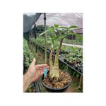 Adenium Arabicum - Cruzamentos Especiais - Planta N.º: 200