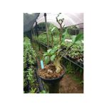 Adenium Arabicum - Cruzamentos Especiais - Planta N.º: 201
