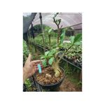 Adenium Arabicum - Cruzamentos Especiais - Planta N.º: 201