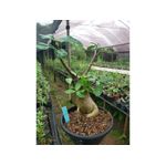 Adenium Arabicum - Cruzamentos Especiais - Planta N.º: 202