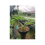Adenium Arabicum - Cruzamentos Especiais - Planta N.º: 205